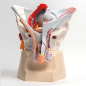 SKU: MG40890  Male Pelvis with Ligaments, Vessels, & Nerves Model, 7 Parts