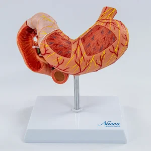 SKU: MG40891  Stomach with Pancreas & Duodenum Model, 3 Parts