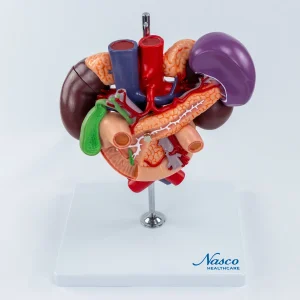 SKU: MG40892  Kidneys with Posterior Abdominal Organs Model, 3 Parts