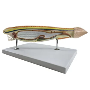 SKU: MG4321  Amphioxus Model, 10X Enlarged, 3 Part