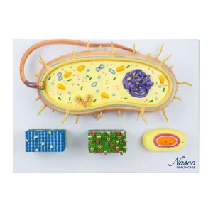 SKU: MG4614  Bacteria Model, Enlarged