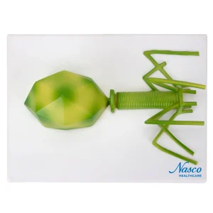 SKU: MG4617  Bacteriophage Model, Enlarged