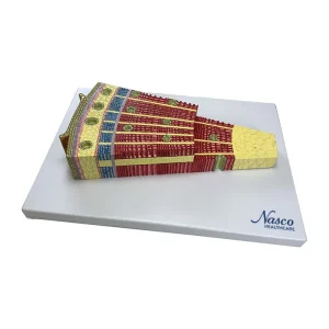 SKU: MG6377  Gymnosperm Stem Cross Section Model, 350X Enlarged