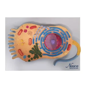 SKU: MG6410  Animal Cell Model, 13,000X Enlarged