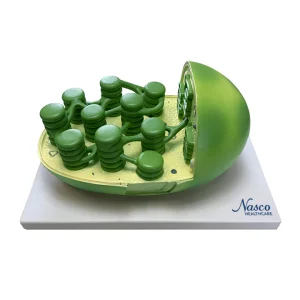 SKU: MG6962  Chloroplast Model, Enlarged
