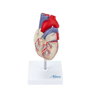 SKU: MG7330  Transparent Heart with Conductive System Model
