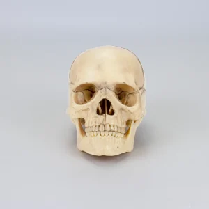 SKU: MG7386  Mini Classic Skull Model, 15, Parts