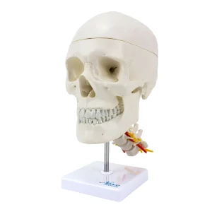 SKU: MG7387  Classic Skull Mounted on Cervical Spine Model