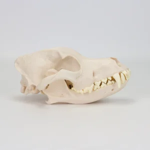 SKU: MG7388  Canine Skull Model