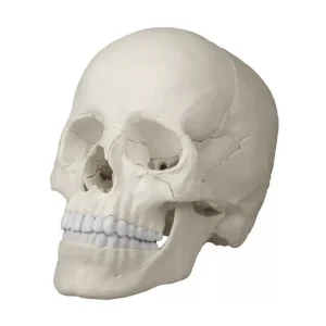 SKU: MG7389  Anatomical Skull Model, 22-Parts