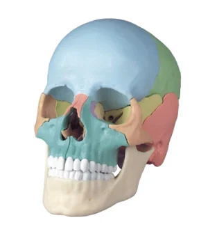 SKU: MG7390  Didactic Skull Model, 22 Parts