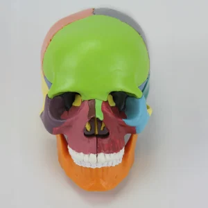 SKU: MG7394  Mini Didactic Skull Model, 15 Parts