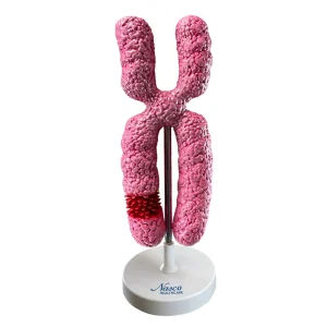 SKU: MG7455  Chromosome Model, 10,000X Enlarged