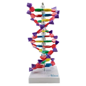 SKU: MG7968  Double Helix DNA Model, 12 Layers