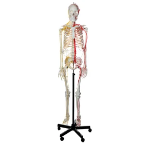 SKU: MG8508  Neurovascular Skeleton, Mounted