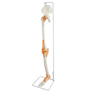 SKU: MG8510  Skeletal Leg with Legaments, Hip Bone, & Foot, Wire Mounted