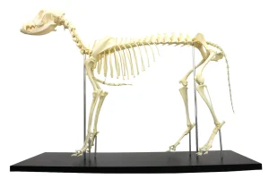 SKU: MG8512  Canine Skeleton