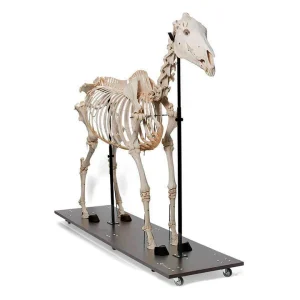 SKU: MG8513  Equine Skeleton