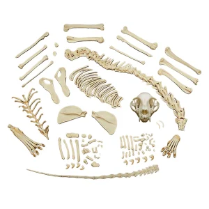 SKU: MG8514  Feline Skeleton, Disarticulated