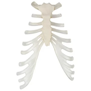 SKU: MG8627  Disarticulated Ribs, Single Side, Set of 12