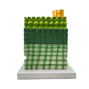 SKU: MG9226  Dictyledonous Leaf Model, 600X Enlarged