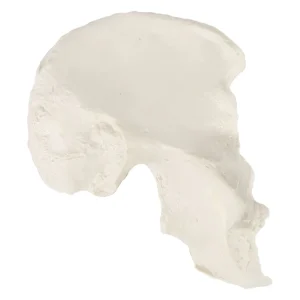 SKU: MG14472  Hip Bone Model