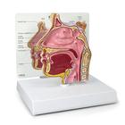 Sinus cross section