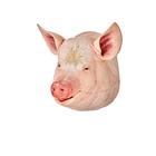 Sow Captive Bolt Gun