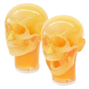 PH-76  Dental Radiography Head Phantom Two-way set