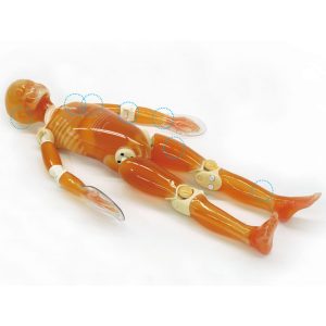 PH-2D  Bone Fracture Pediatric Phantom "PBU-70B"