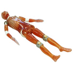 PH-2B  CT Whole Body Phantom "PBU-60"