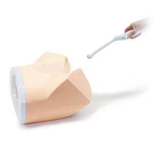 US-10D  NEW! Obstetric Pelvic Ultrasound Phantom (10 weeks)