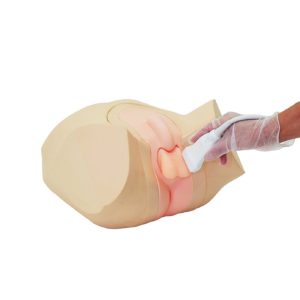 US-11  Scrotal Ultrasound Phantom