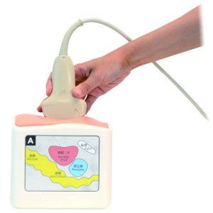 US-23  Rectal and Bladder Ultrasound Phantom