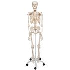 Skeleton Model - Stan