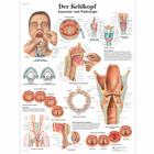 The Larynx Chart