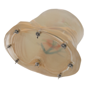 PTCD Ultrasound Model (Hand pump, Transparent) MU-E-PTCD-MHT