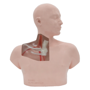 CVC Ultrasound Model (Transparent, Auto pump) MU-E-CVC-MAT