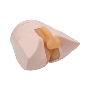 Scrotum And Prostate Ultrasound Examination Model (Skin tone) MU-E-SCR-MNS