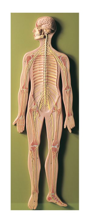 MB3 Nervous System, Light