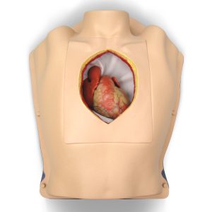 Beating Heart in Thorax (#1033)