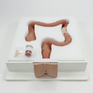 Colonoscopy Trainer (#2003)