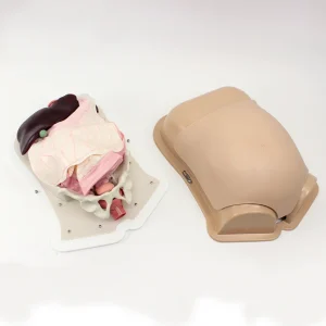 Compact Abdominal Surgery Trainer AST (#2222)