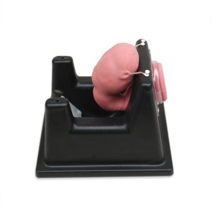 Uterine Surgery Trainer (#3062)