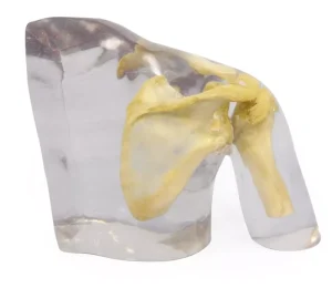 X-ray phantom shoulder, transparent