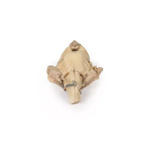 Brain Stem, isolated anatomy from midbrain to medulla oblongata