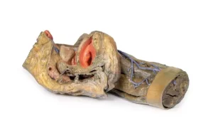 Female hemipelvis and thigh