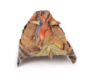 Thorax with heart and vessels
